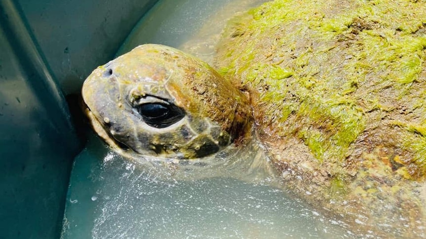 a large turtle is in a pool of water with its head above looking up