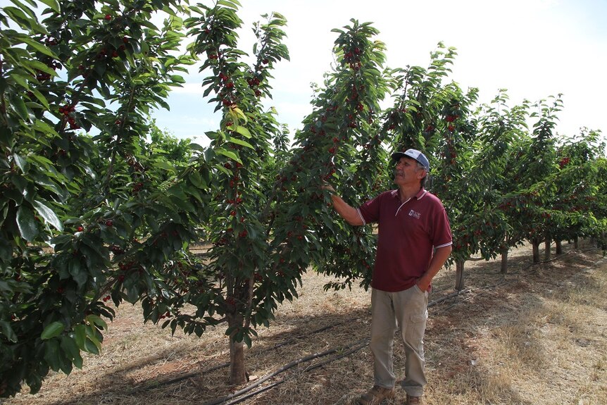 Grower Leon Cotsaris is checking the fruit ready to be picked.