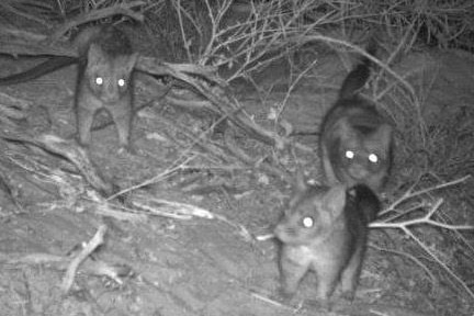A black and white image of three quolls in the national park taken at night time with their eyes shining in the dark.
