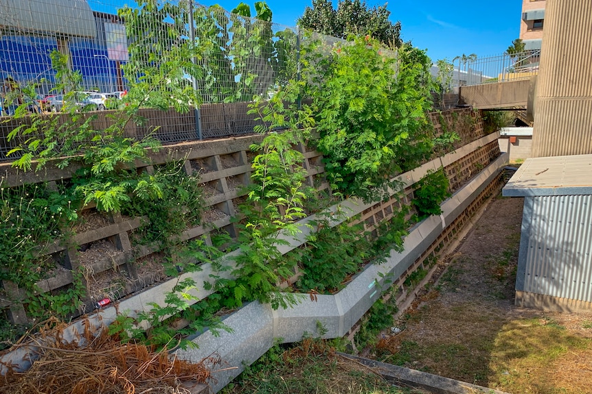 Mauvaises herbes poussant sur un mur de soutènement en béton.