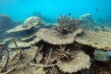 Dead table corals