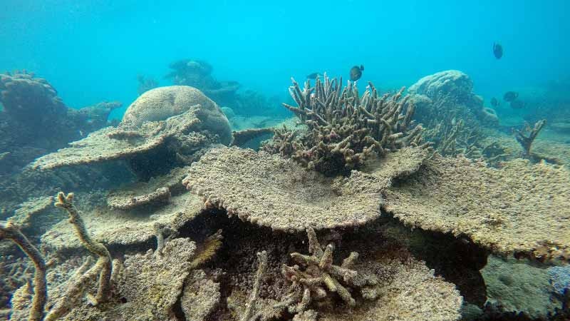 Labor has welcomed additional funding for conservation of the reef. (Photo: Greg Torda, ARC Centre of Excellence for Coral Reef Studies)