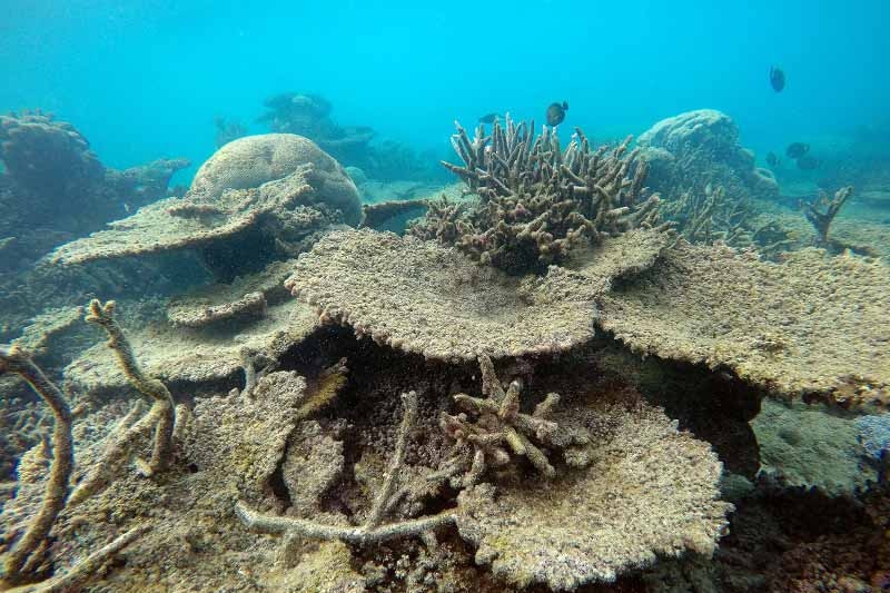 Dead table corals