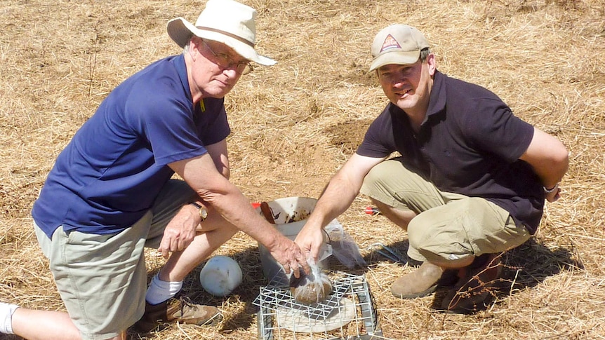 WA researchers setting a dung beetle trap