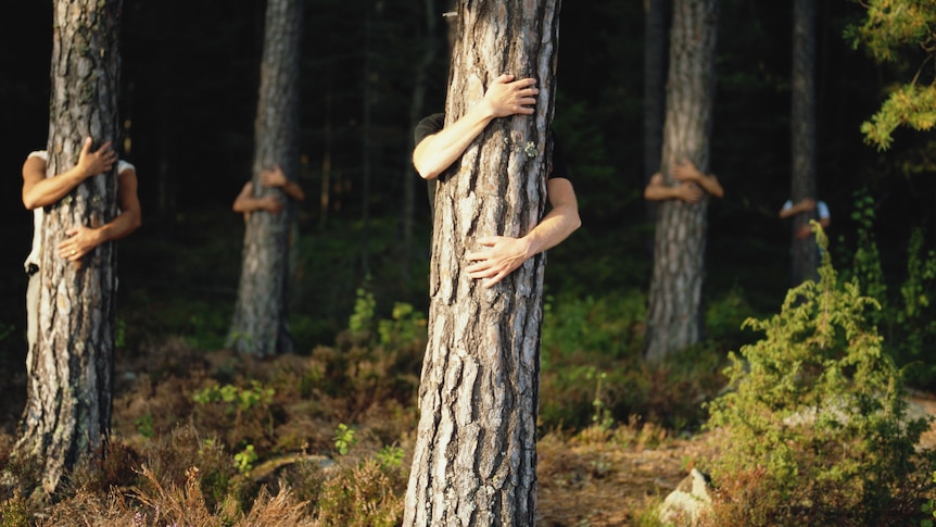 A forest of tree trunks with human arms wrapped around them in a hug.
