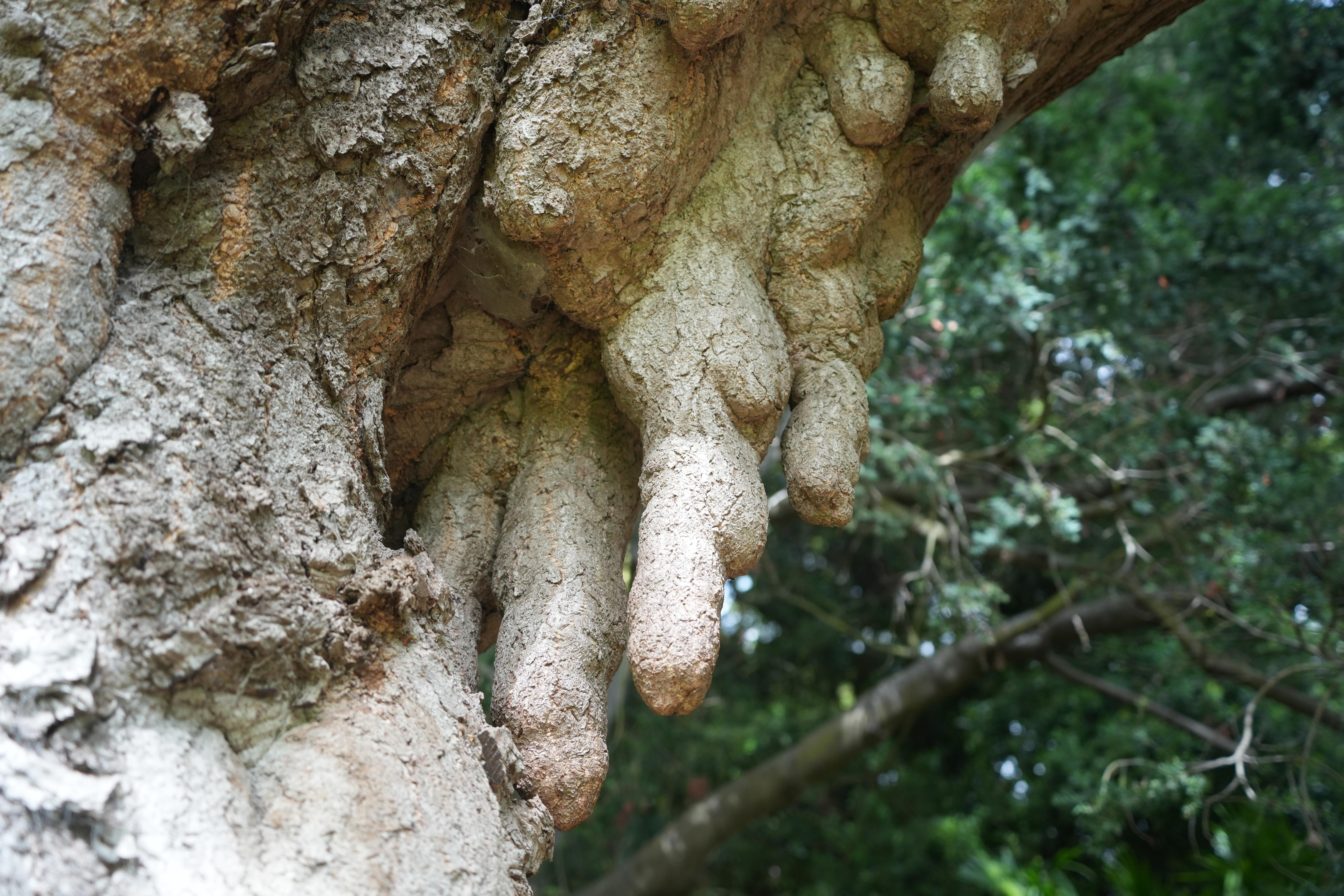 Woody "stalactite" growths on the ginkgo biloba tree in Geelong Botanic Gardens
