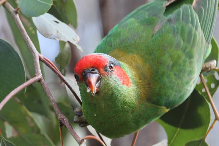 A green and yellow bird prepares to take off from a branch