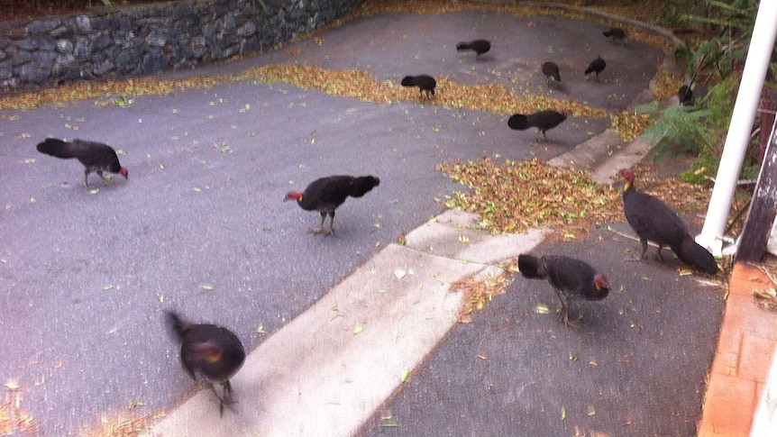 Brush turkeys outside the back gate of the home of John Carthew, about one kilometre from Brisbane's city.