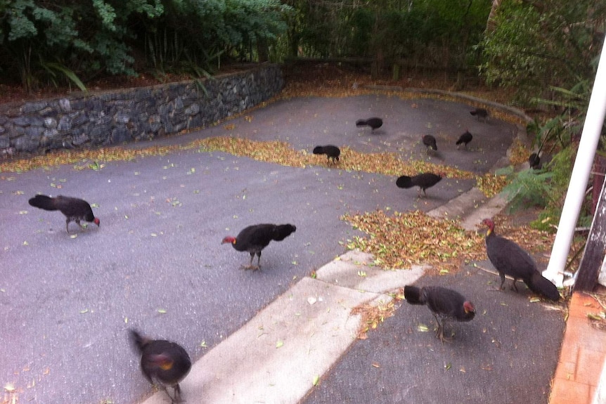 Brush turkeys outside the back gate of the home of John Carthew, about one kilometre from Brisbane's city.