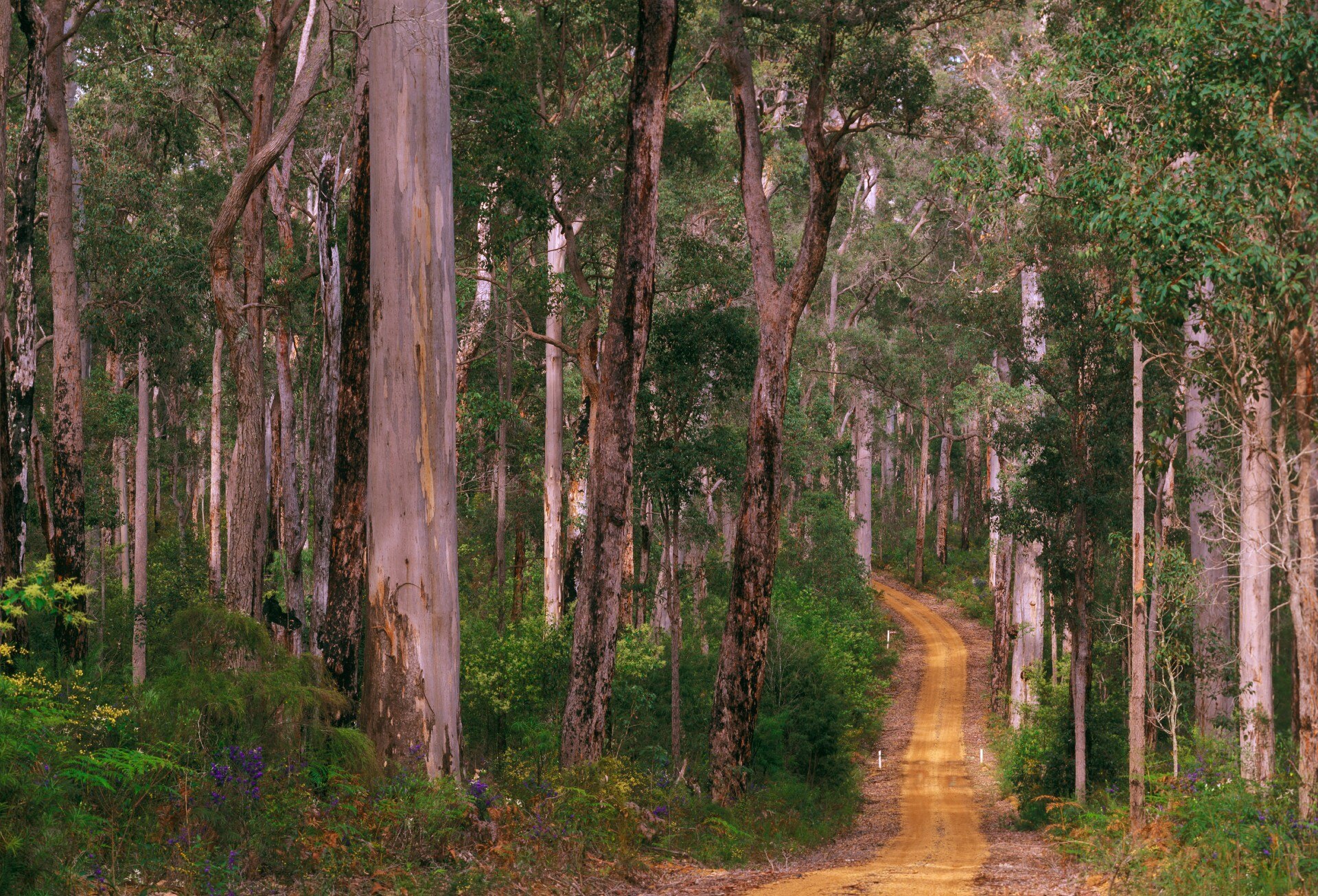 A dirt track winding through a forest of tall trees