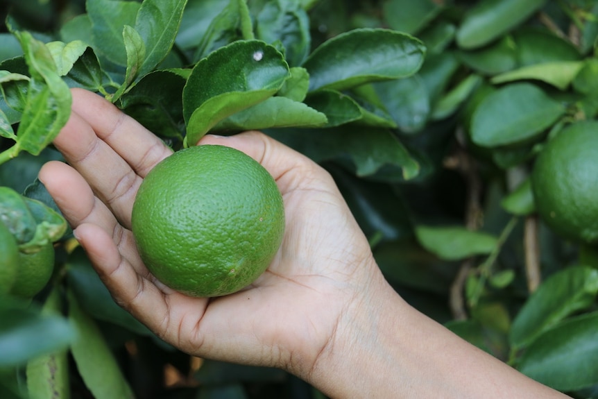 A close-up of a lime fruit on a tree.