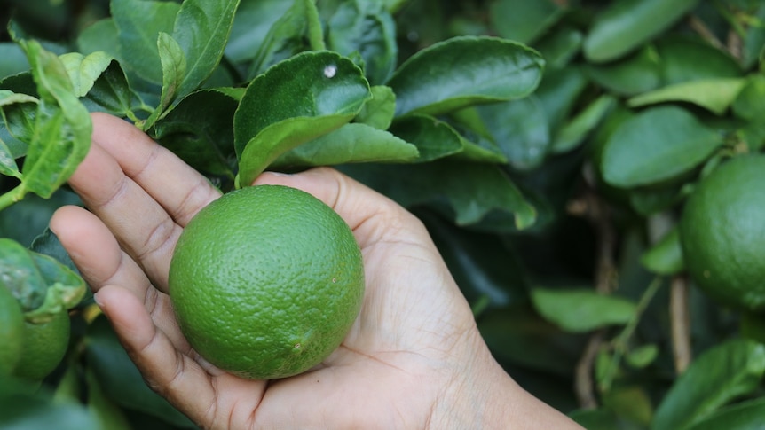 A close-up of a lime fruit on a tree.