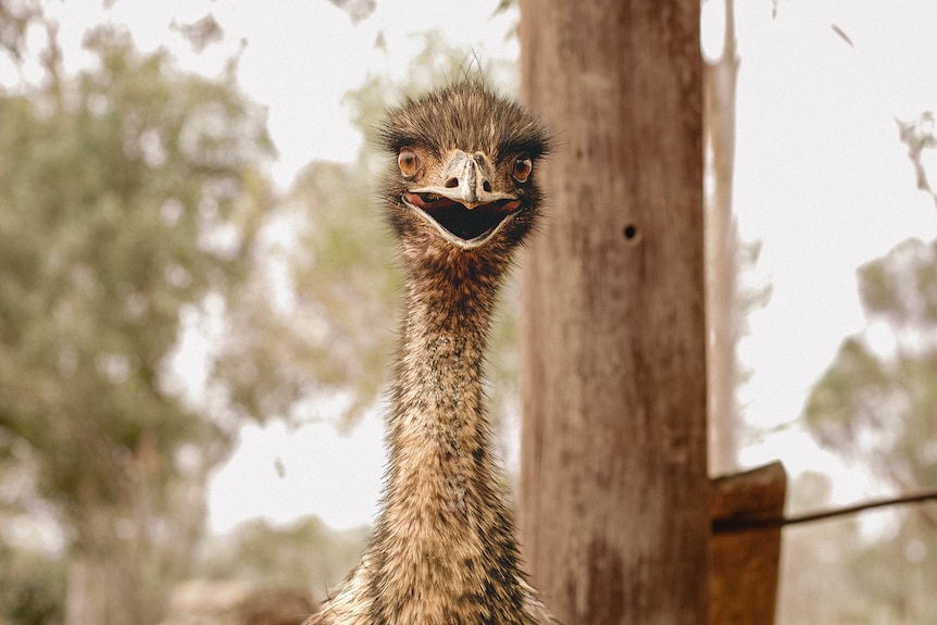 Toto the Silverton emu with it's mouth open looking at a camera