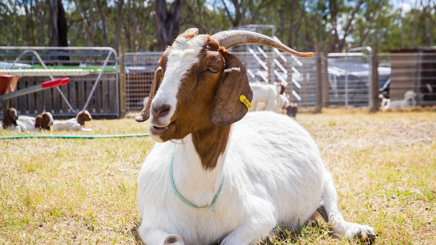 An adult goat lies on the grass.