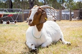An adult goat lies on the grass.