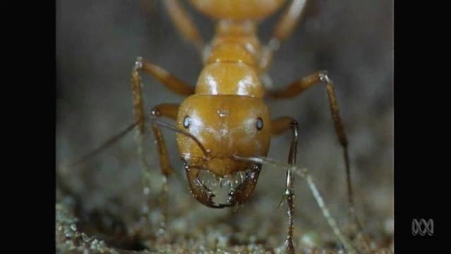 An ant's head