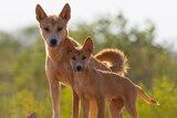 Mother and pup dingo look at camera