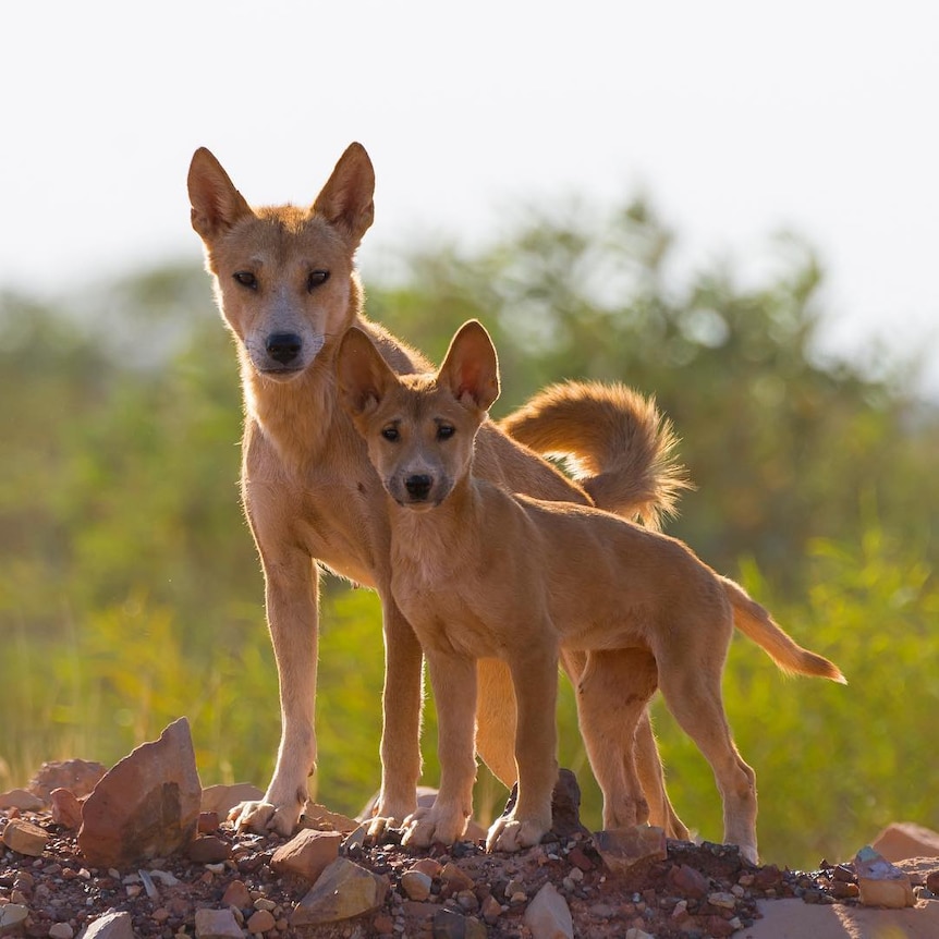 Mother and pup dingo look at camera