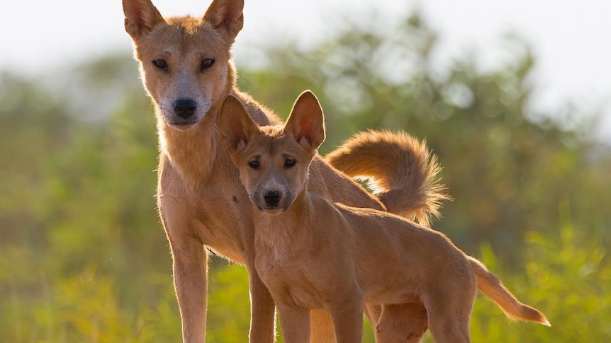 Mother and pup dingo look at camera.