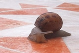 A snail on a table