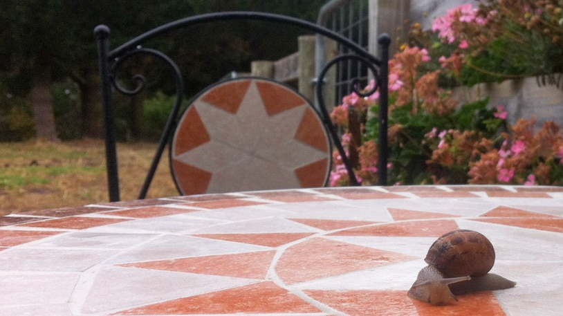 A snail on a table