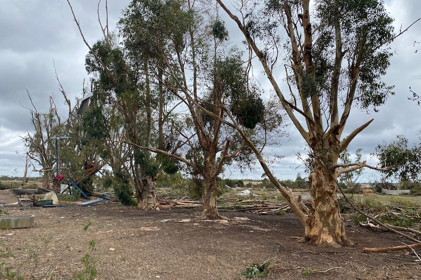 A row of eucalypts stripped of leaves and branches.