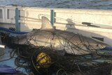 The body a shark entangled in nets on a boat