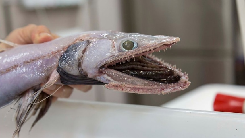 Dragonfish found in Australia's eastern abyss in June 2017