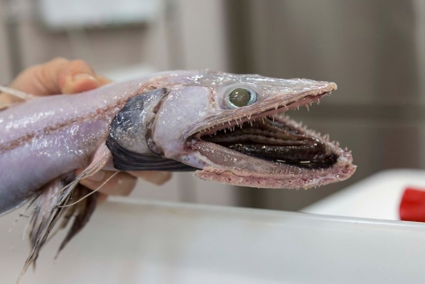 Dragonfish found in Australia's eastern abyss in June 2017