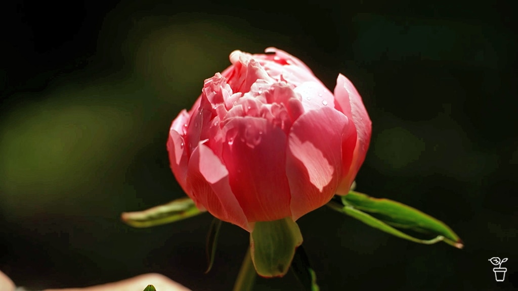 A pink peony flower in a garden.