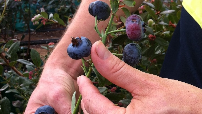 Plump blueberries the size of a 20 cent piece, picked from Derek Fisher's farm.