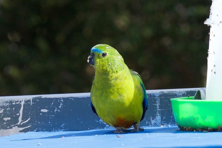 A male orange bellied parrot with an injured leg