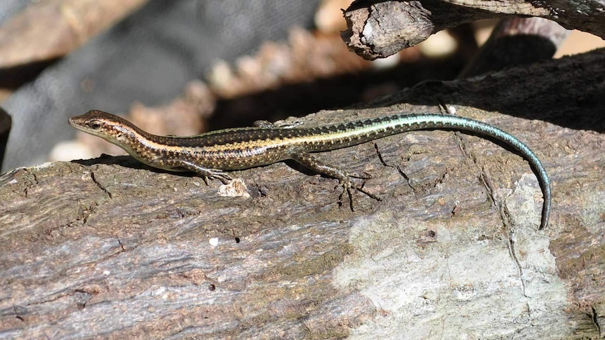 A blue-tailed skink suns itself on Christmas Island.