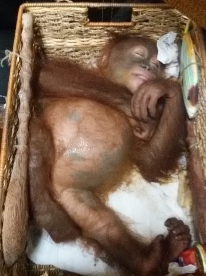 The orangutan was found sedated in a wooden basket.