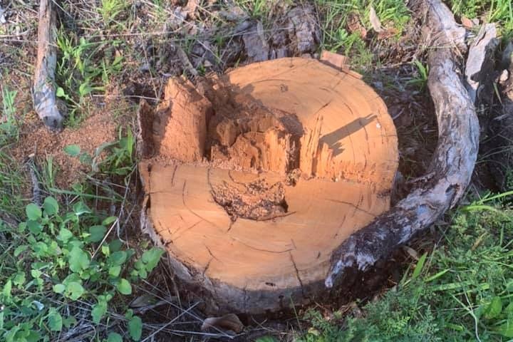 Close up of a light brown tree stump after it has been cut. Grey branches litter the patchy grass.