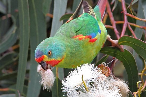 A swift parrot on Bruny Island