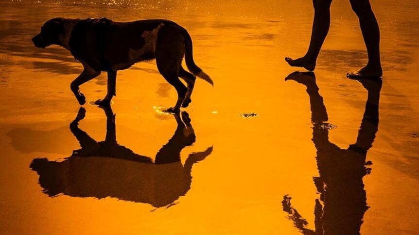 Silhouetted view of a dog and a person's legs walking through the wash on a beach.