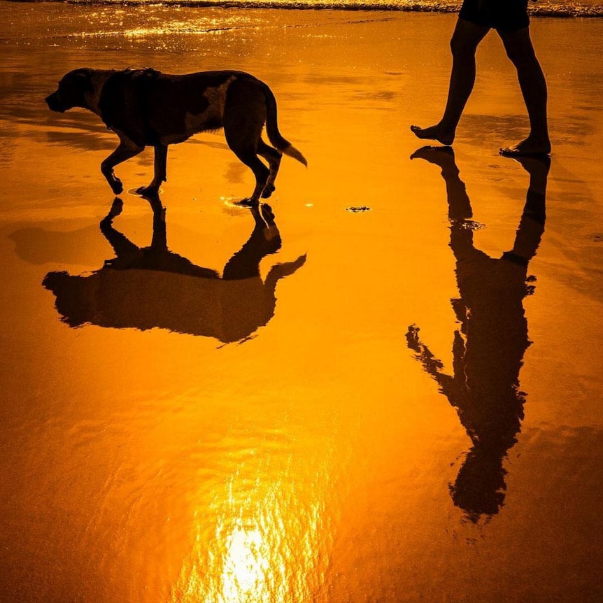 Silhouetted view of a dog and a person's legs walking through the wash on a beach.