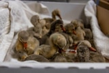 A group of grey, fluffy chicks sitting in a cardboard box