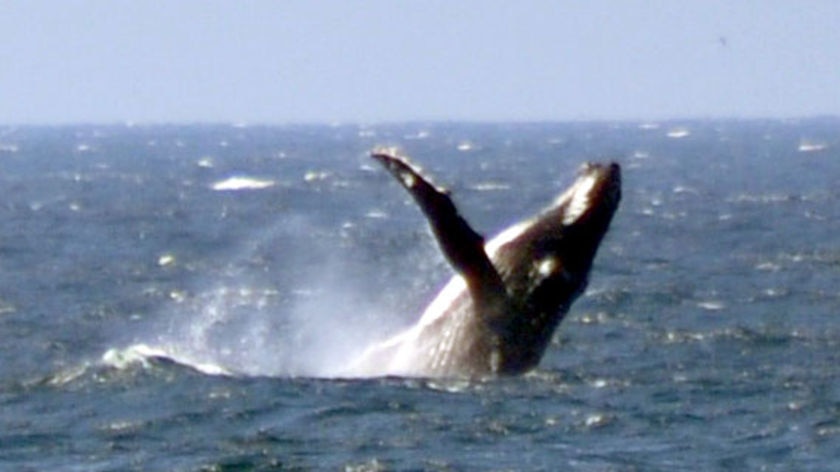 A humpback whale jumps out of the water in seas off the coast of Burning Palms in Sydney's Royal National Park in October 2009. The whale was heading south after breeding in northern Queensland.