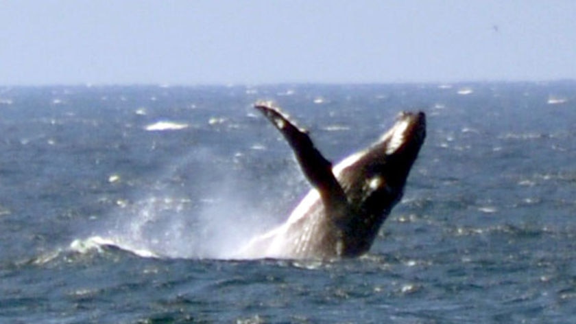 A humpback whale jumps out of the water in seas off Australia.