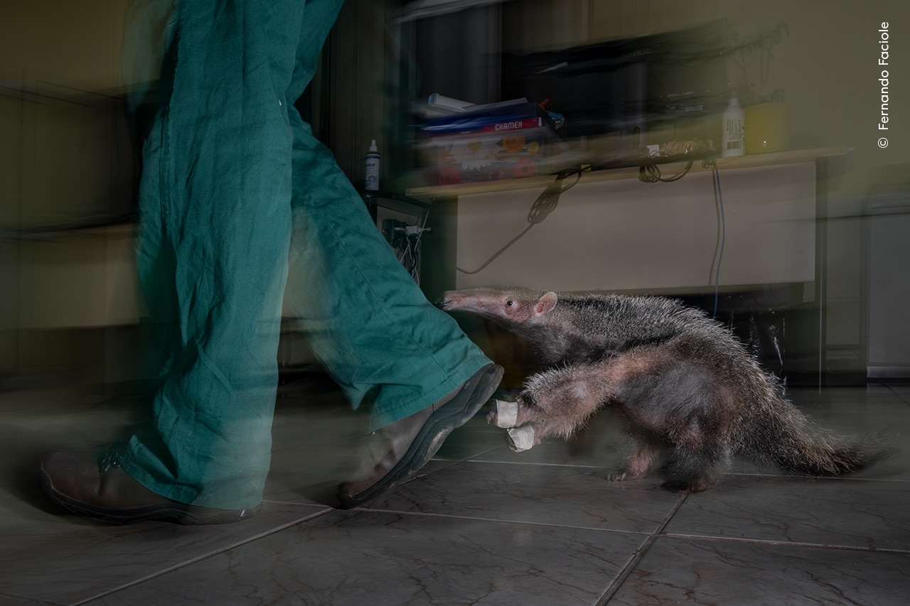 Milzu anteater cieši seko kāju pāris zaļos džinsos un brūnās čības.