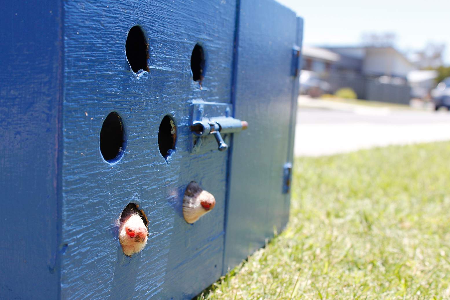 Australia Day ferret racing a tradition for Tasmanian family
