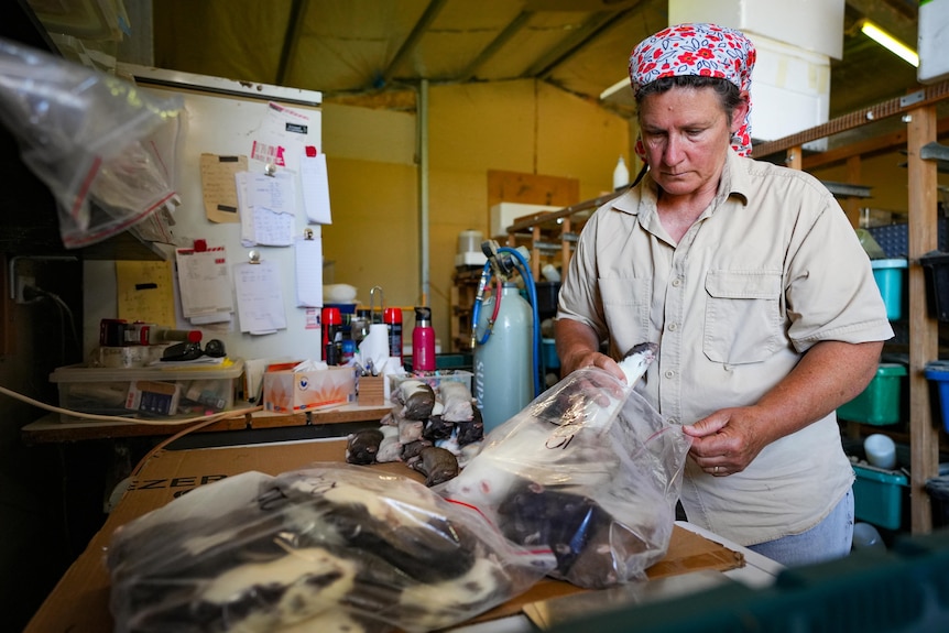 Photo of a woman packing rats into a bag.