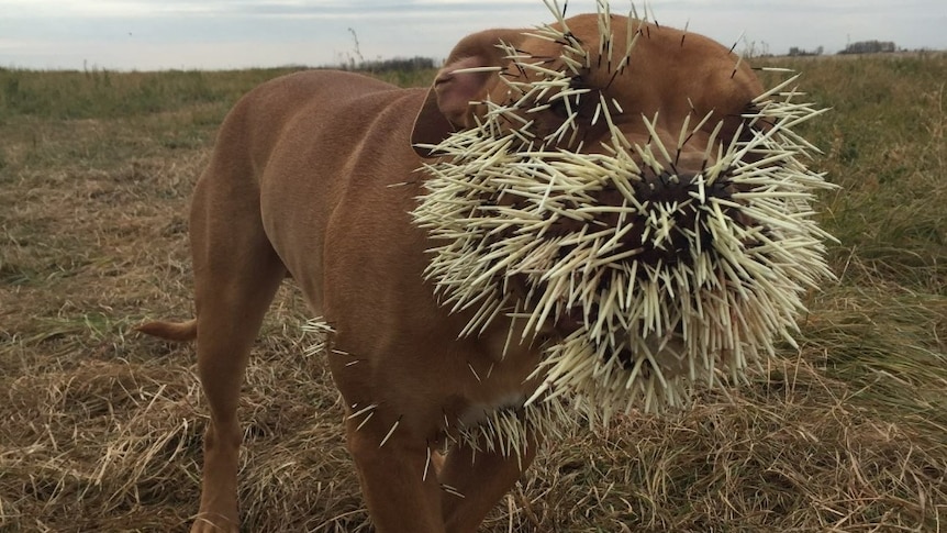 Dog with face full of porcupine quills