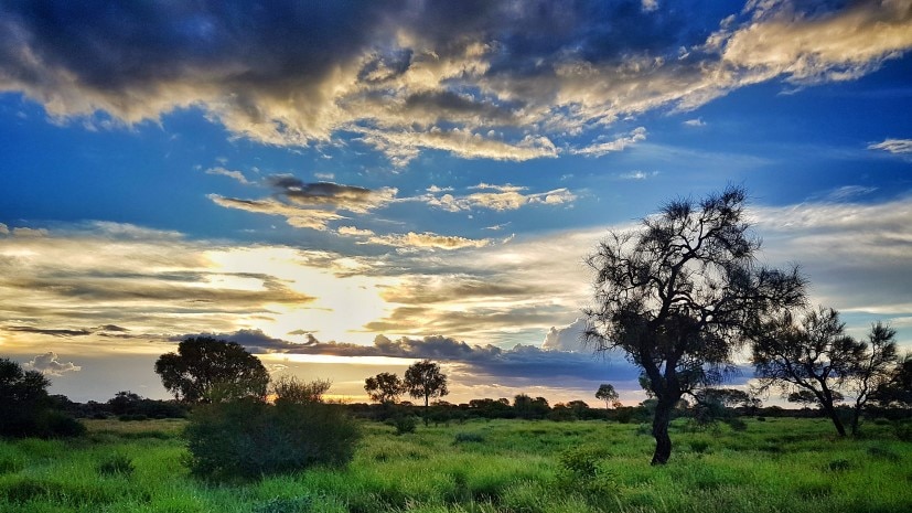 Trees have been shown to influence rainfall