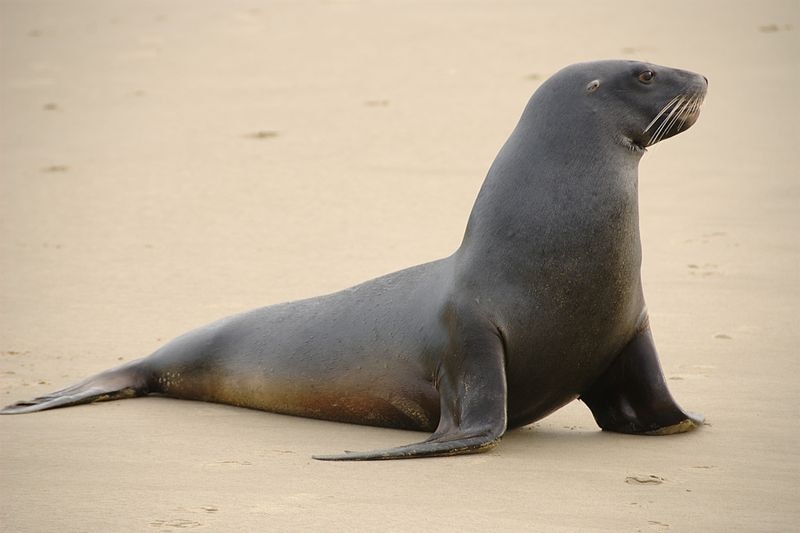 Image of New Zealand sealion on the sand