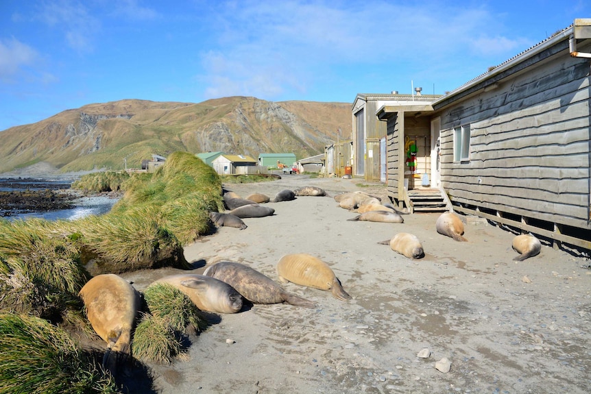 Seals at Macquarie Island.