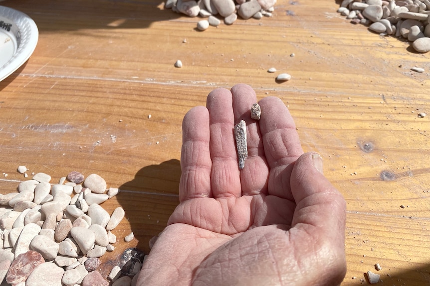Small bone fragments being held in a hand. 