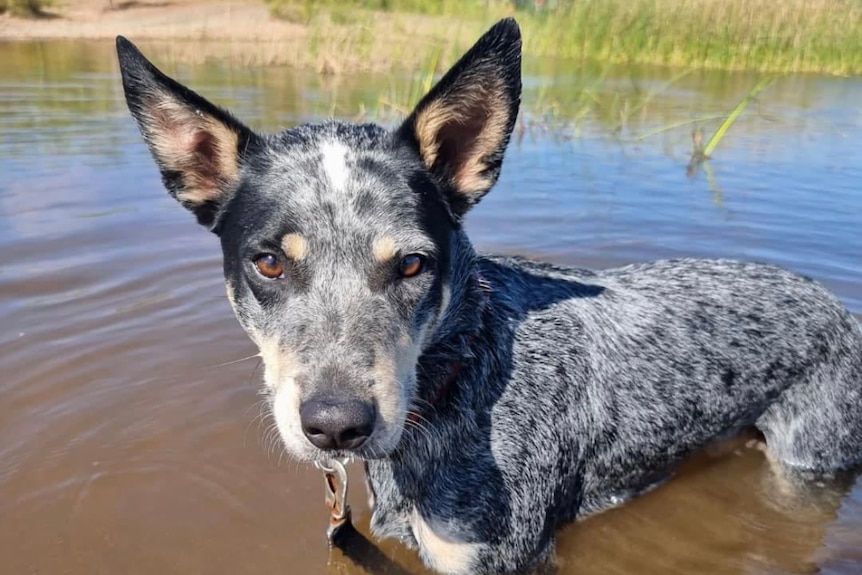 A young blue heeler stands in brown water in the Pilbara